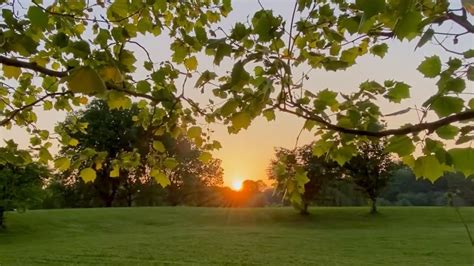 梧桐樹下看夕陽1 sunset under sycamores 1 YouTube