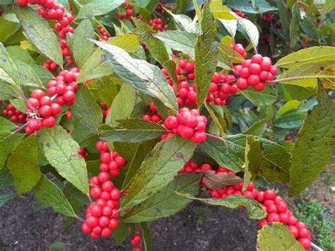 Ilex x ‘Sparkleberry’ | Kiefer Nursery: Trees, Shrubs, Perennials