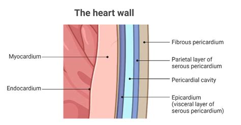 Human Heart Location Anatomy Structure Functions