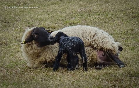 Newly Born Ballaugh Manx Scenes Photography