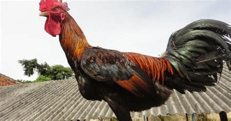 Mengenal Ayam Pelung Cianjur Dan Harganya