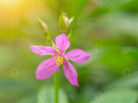 Pink flower of Talinum paniculatum plant. 35568034 Stock Photo at Vecteezy