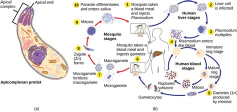 Groups Of Protists Biology For Majors Ii