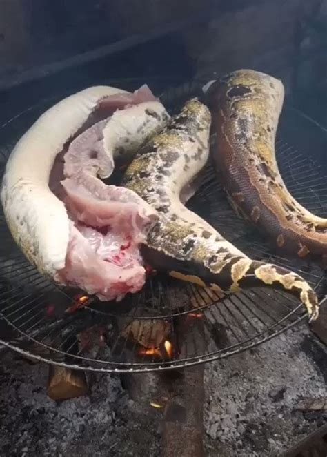 Omo Kogi Yagba On Twitter Snake Meat