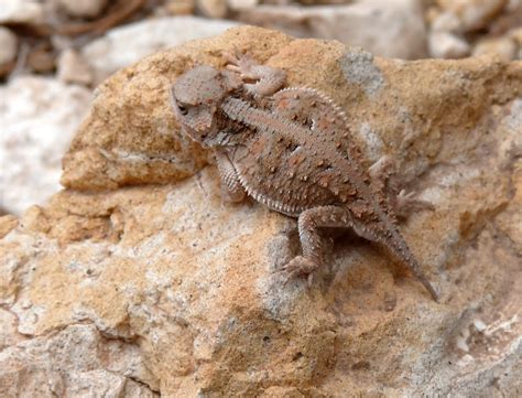 Greater Short-horned Lizard - NDOW