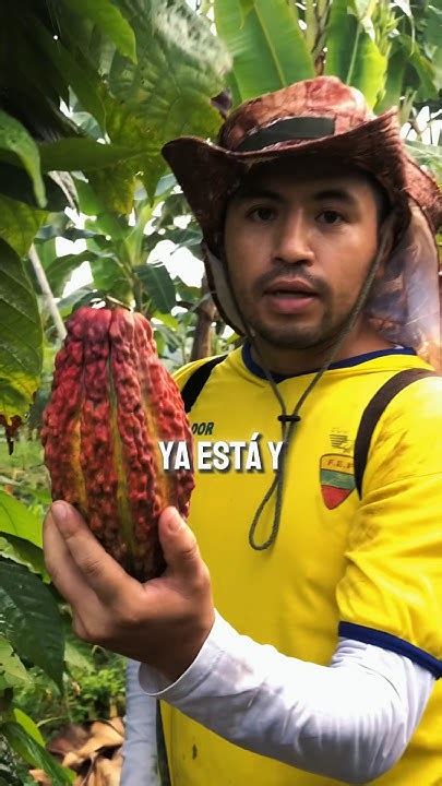 Aquí Empieza El Proceso Del Cacao O Pepa De Oro 🇪🇨🔥 Ecuador Cacao Chocolate Delicioso Youtube