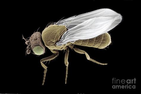 Fruit Fly By Dr Jeremy Burgess Science Photo Library