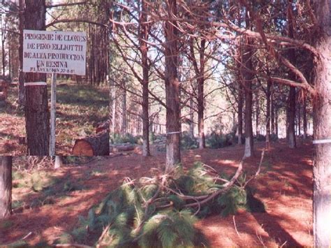 Bosques Cultivados En Argentina Milln De