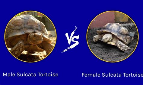 The Difference Between Male Female Sulcata Tortoises