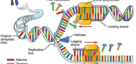 Gene mutation examples | Science online