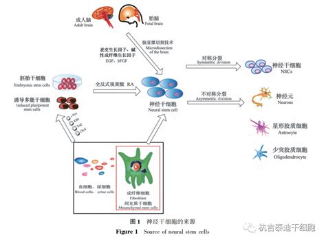 神经干细胞分泌组在神经退行性疾病治疗中的作用细胞中国