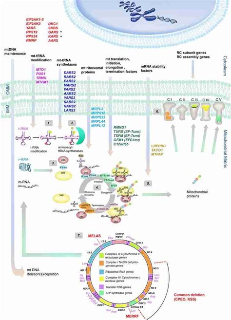 Schematic Overview Of Human Genes Involved In Mitochondrial Protein