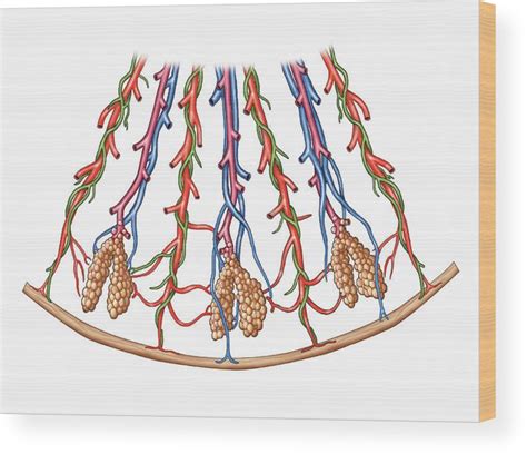 Bronchial Tree Wood Print By Asklepios Medical Atlas Pixels