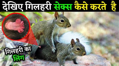 देखिए गिलहरी सेक्स कैसे करते हैं Mating Of Squirrel 🐿️ Fact About