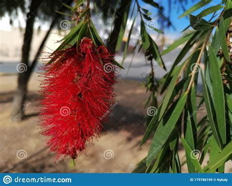 Callistemon Citrinus Aspirateur Tube Rouge Image Stock Image Du Beau