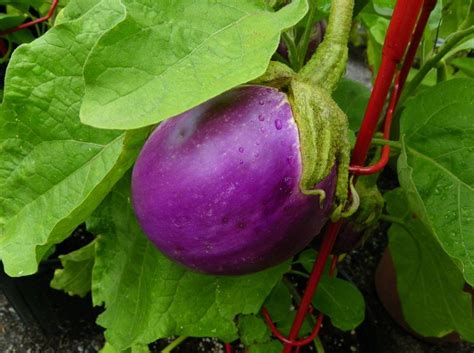 Eggplant Rosa Bianca St Clare Heirloom Seeds