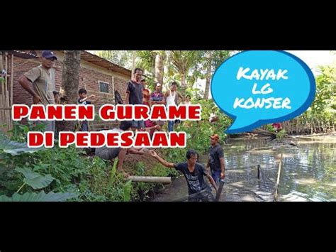 Suasana Panen Ikan Gurami Di Pedesaan Bikin Rindu Kampung Halaman Youtube