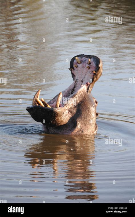 Yawning Hippo Hippopotamus Amphibius Sabi Sand Game Reserve Hi Res