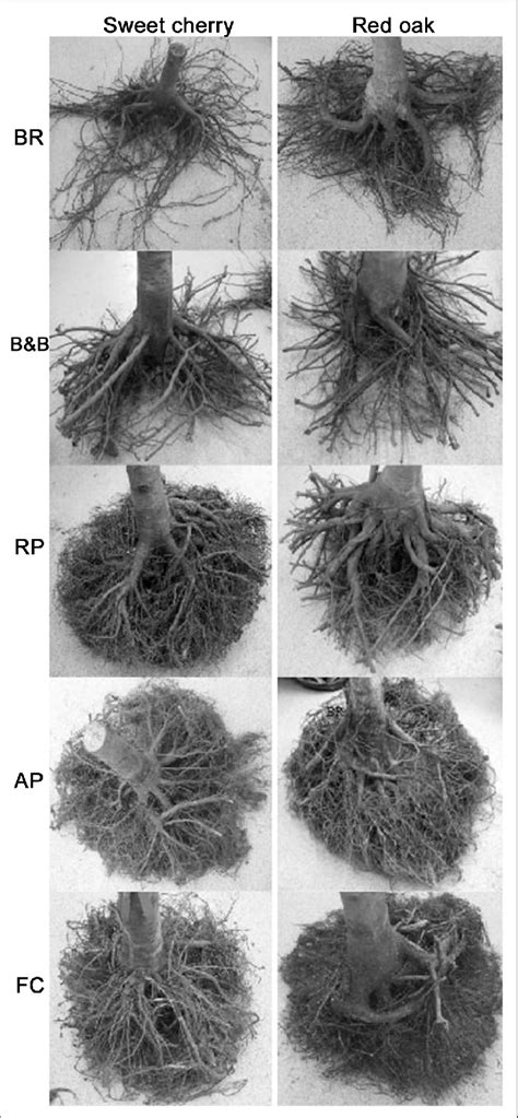 Examples Of Clear Cleaned Root Systems Of Sweet Cherry Trees And Red