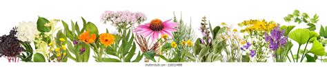 Person Planting Medicinal Plants Images Stock Photos D