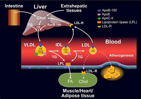 Lipoprotein function, types, lipoprotein-a test and lipoprotein lipase ...