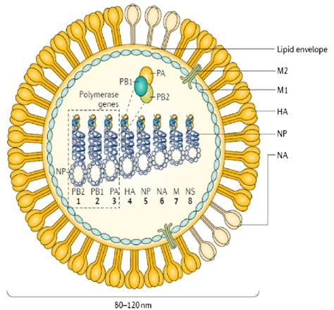 Structure Of Influenza A Virus The Viral Genome Consists Of Eight Rna