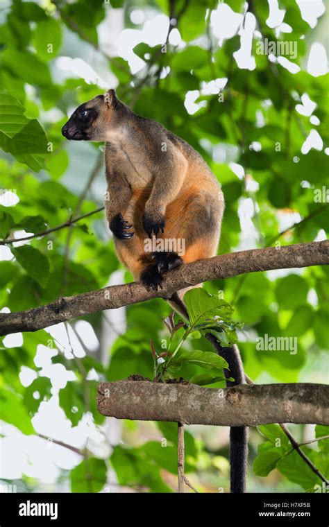 Lumholtz S Tree Kangaroo Dendrolagus Lumholtzi In Tree Atherton