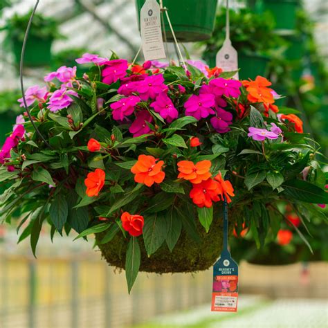 How To Care For Impatiens In Hanging Baskets | Storables