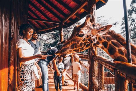 Nairobi Tussenstop Naar Giraffencentrum En Bomas Van Kenia Getyourguide