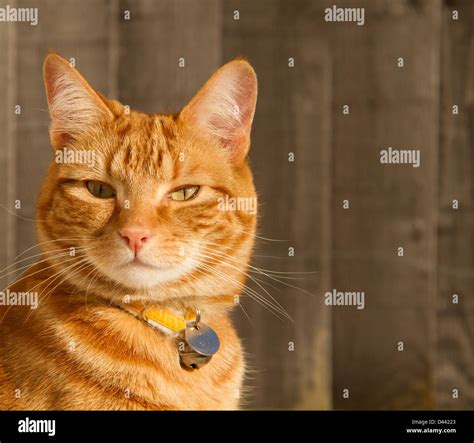 ginger cat head face Stock Photo - Alamy