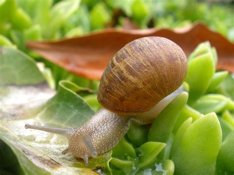 Snail Mollusk Plant Free Photo On Pixabay Pixabay