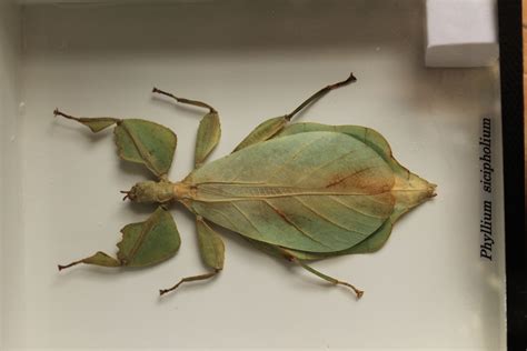 Leaf walking bug, taxidermy insect