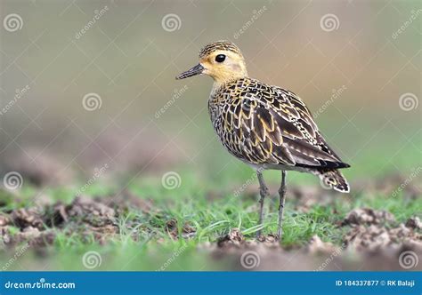 Pacific Golden Plover In Non Breeding Plumage Royalty-Free Stock ...