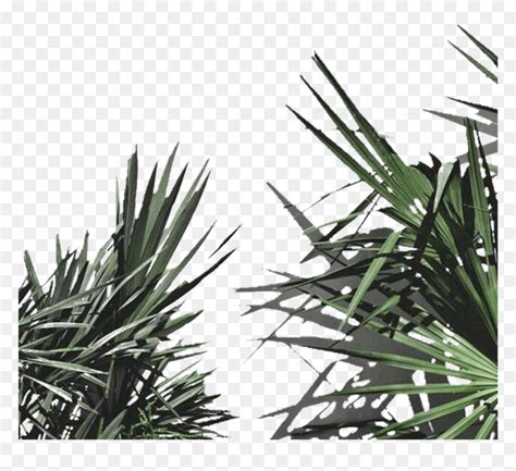 Aesthetic Plants Png For Edits Transparent Png Vhv