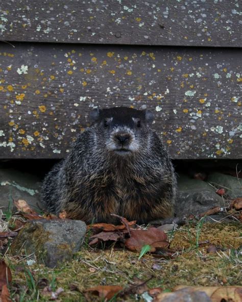 Shenandoah National Park Wildlife Viewing | The National Parks Experience