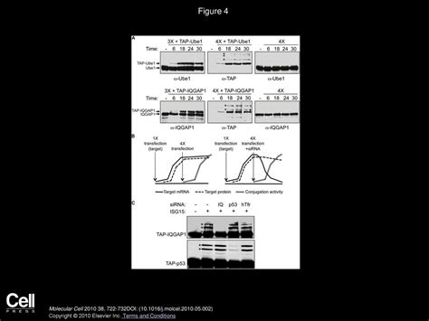 The Isg15 Conjugation System Broadly Targets Newly Synthesized Proteins