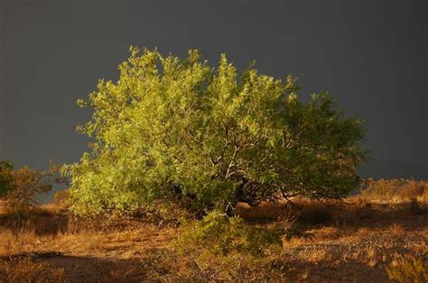 Mesquite Plant Info: How To Grow A Mesquite Tree | Mesquite tree, Tree ...