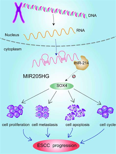 Mechanistic Model Of Oncogenic Function Of MIR205HG In ESCC LncRNA