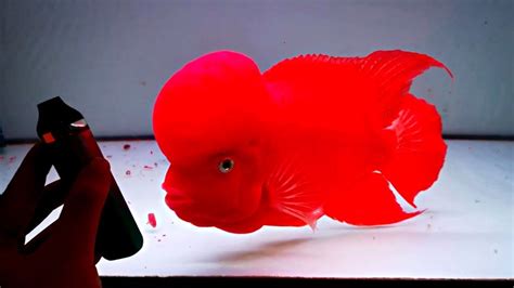 Top Gorgeous Super Red Monkey Flowerhorn Fish In The World Youtube