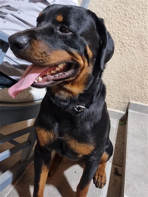 I've never seen a scary rottweiler, meet my Berry : r/Rottweiler