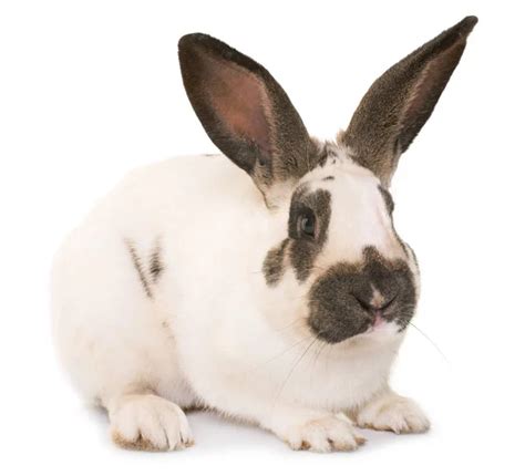 Checkered giant rabbit Stock Photos, Royalty Free Checkered giant ...