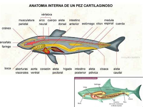 Digestion En Vertebrados Ii