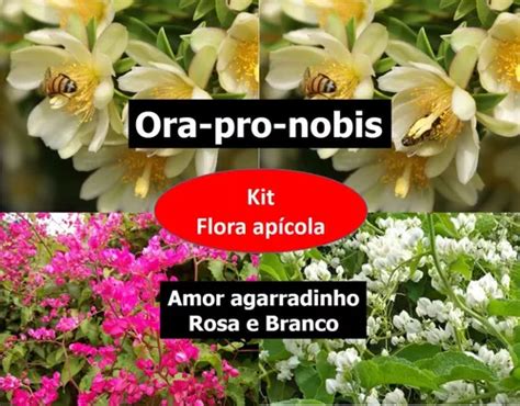 Kit Flora Ap Cola Ora Pro Nobis Amor Agarradinho Rosa E Br