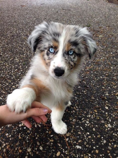 Reasons You Should Cuddle Your Australian Shepherd More Often