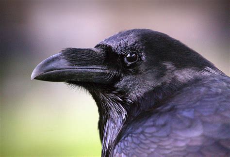 Raven Bird Face