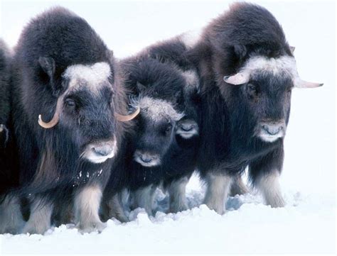 Arctic National Wildlife Refuge - Wildlife, Conservation, Wilderness | Britannica