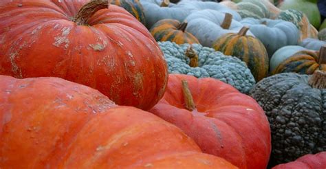 Fiera Della Zucca Sagre Fiere In Langa E Roero Piemonte Eventi