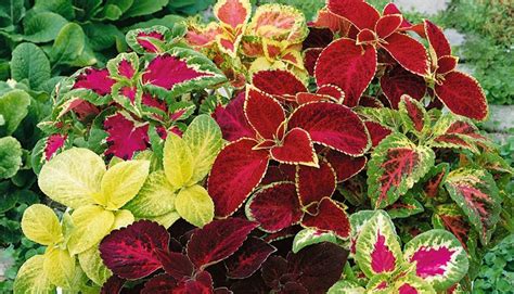 How To Sow Dwarf Coleus Rainbow Seeds Welldales