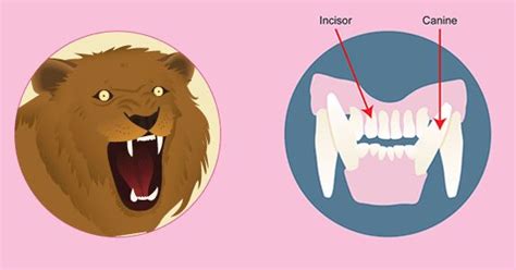 Why Do Animals Have Different Teeth Carnivore Teeth Ks2 Science