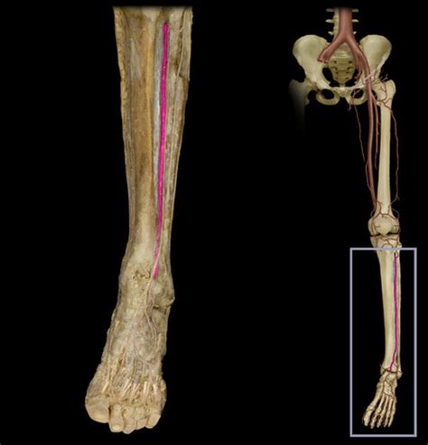 Arteries Of The Trunk Lower Extremity Cadaver Images Flashcards